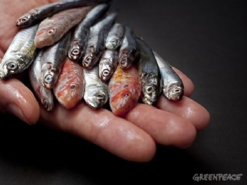 Karadeniz'de Balık Katliamı