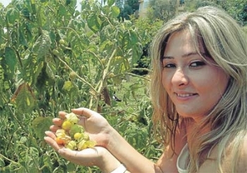 Süper Meyve Karadeniz'e Geliyor Süper Meyve Karadeniz'e Geliyor