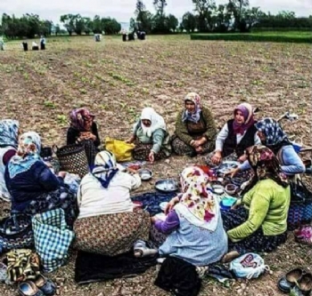 Siz Hiç Tarlada Ekmecik Yediniz mi? Siz Hiç Tarlada Ekmecik Yediniz mi?