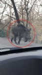 Hasköy'de Yaban Domuzu Paniği